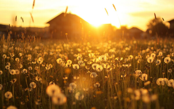 Dandelion-Field-Sunset-beautiful-images-free-download-fabulous-hd